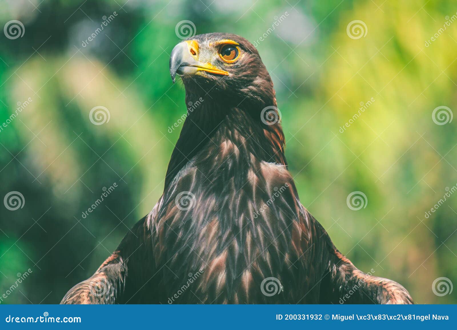 golden eagle used in falconry. mexico