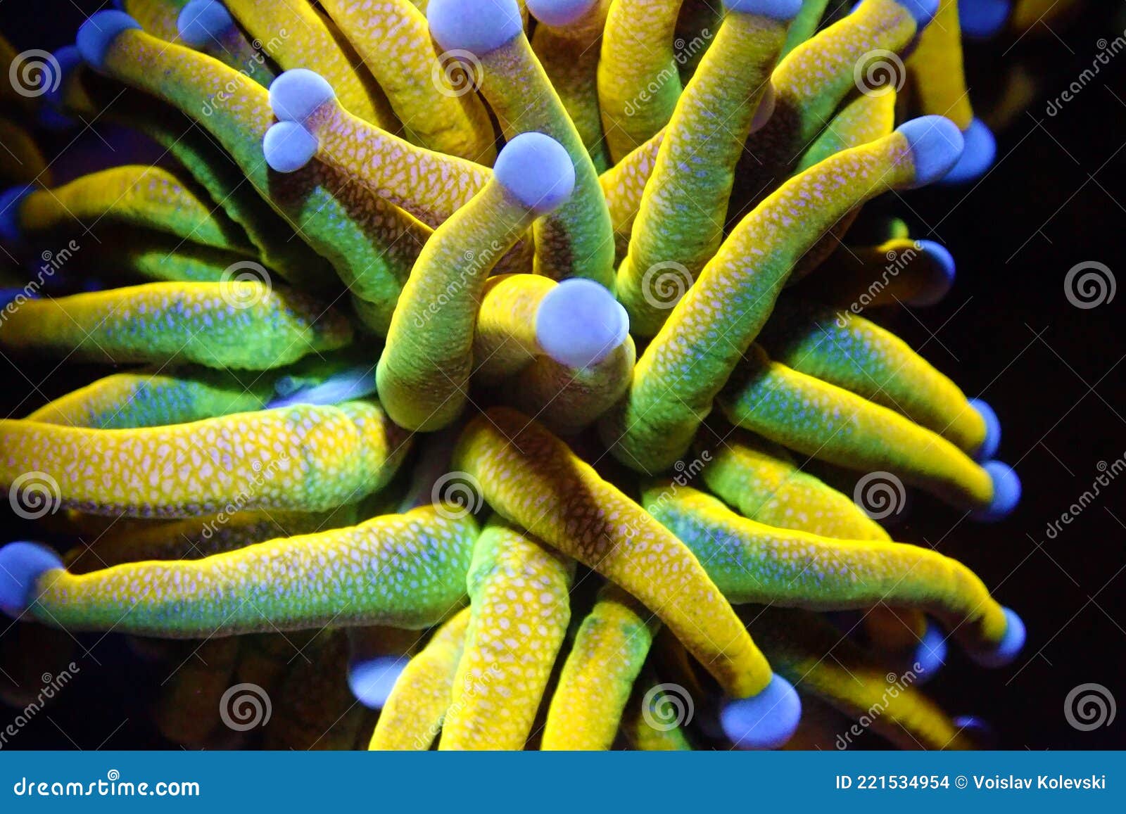 golden euphyllia torch lps coral - euphyllia glabrescens