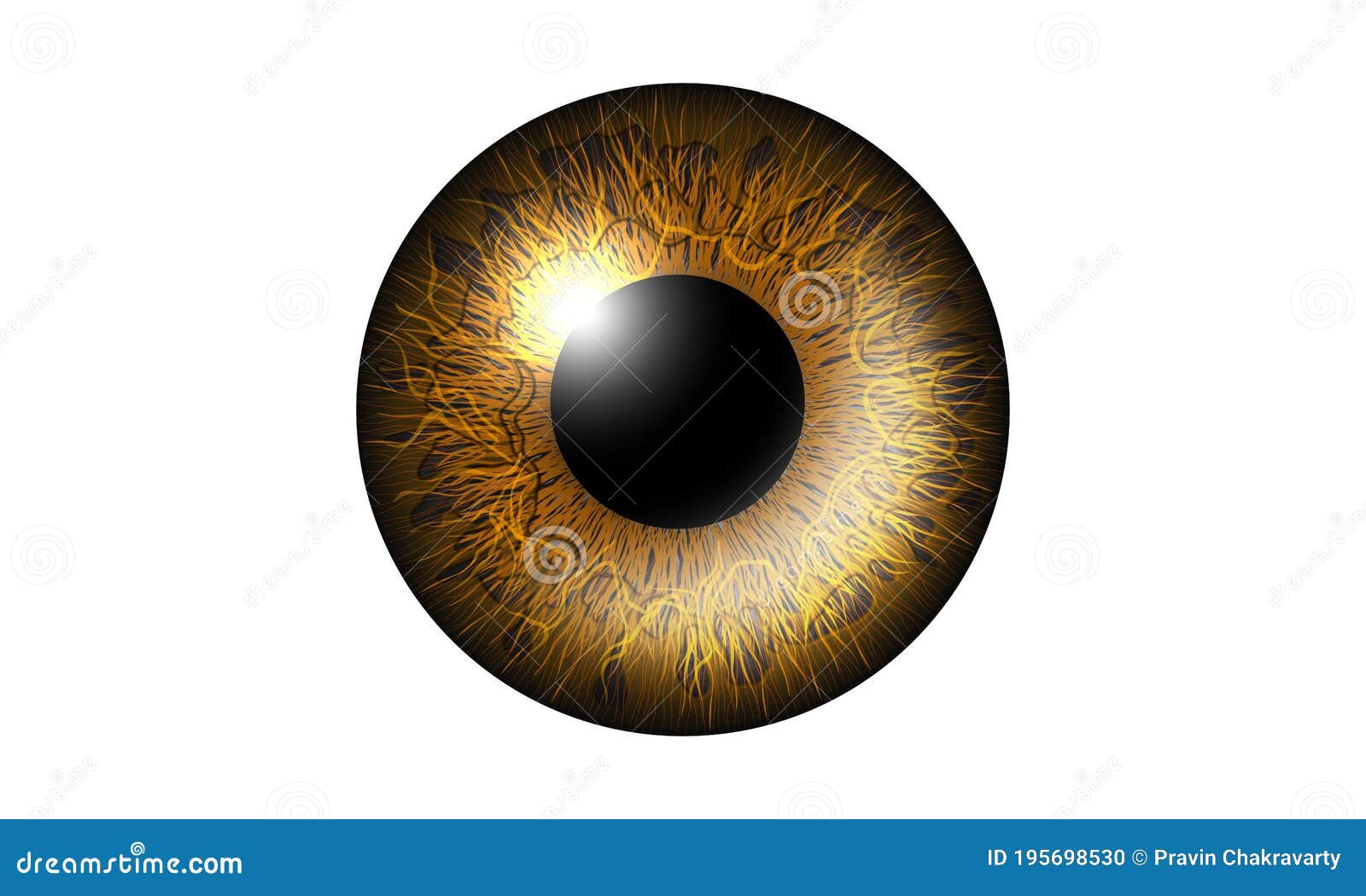 Golden eye Royalty Free Vector Image - VectorStock