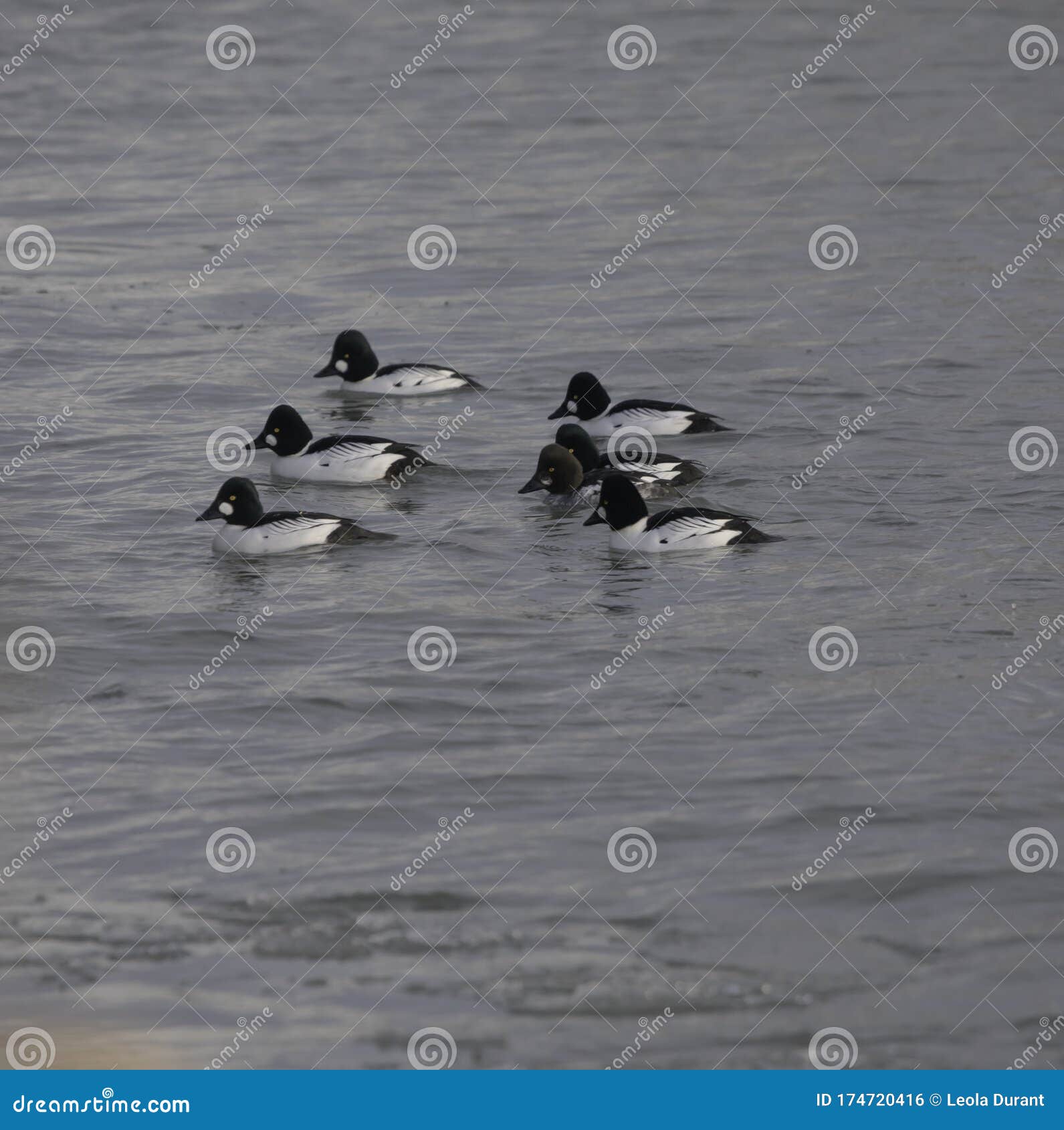 a group of goldeneyes on lake ontario