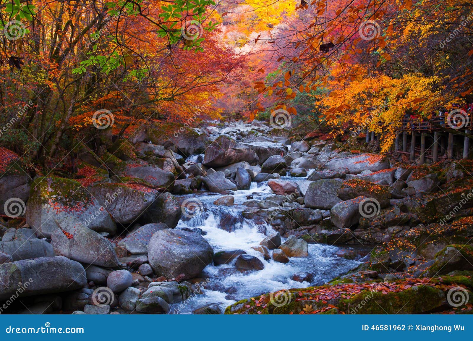 golden fall forest and stream