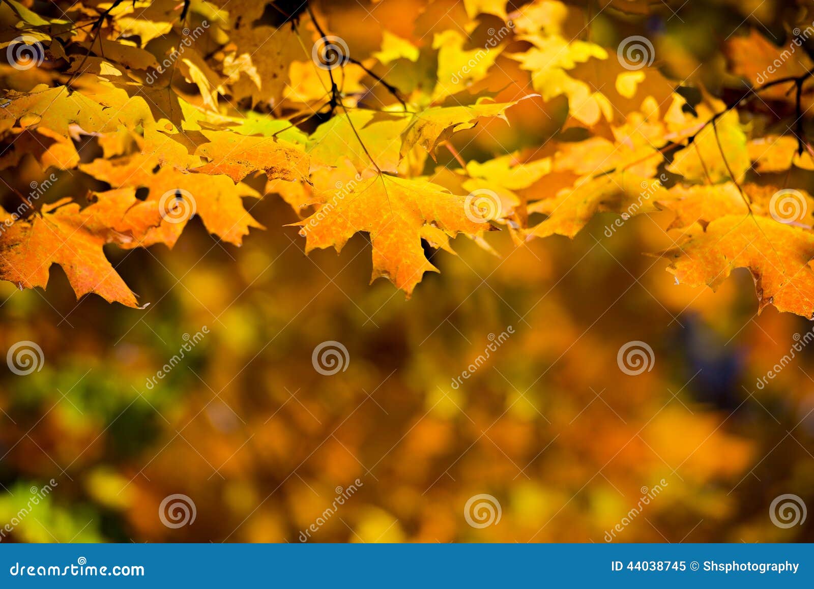 Golden Fall Leaves stock image. Image of plant, backdrop - 44038745