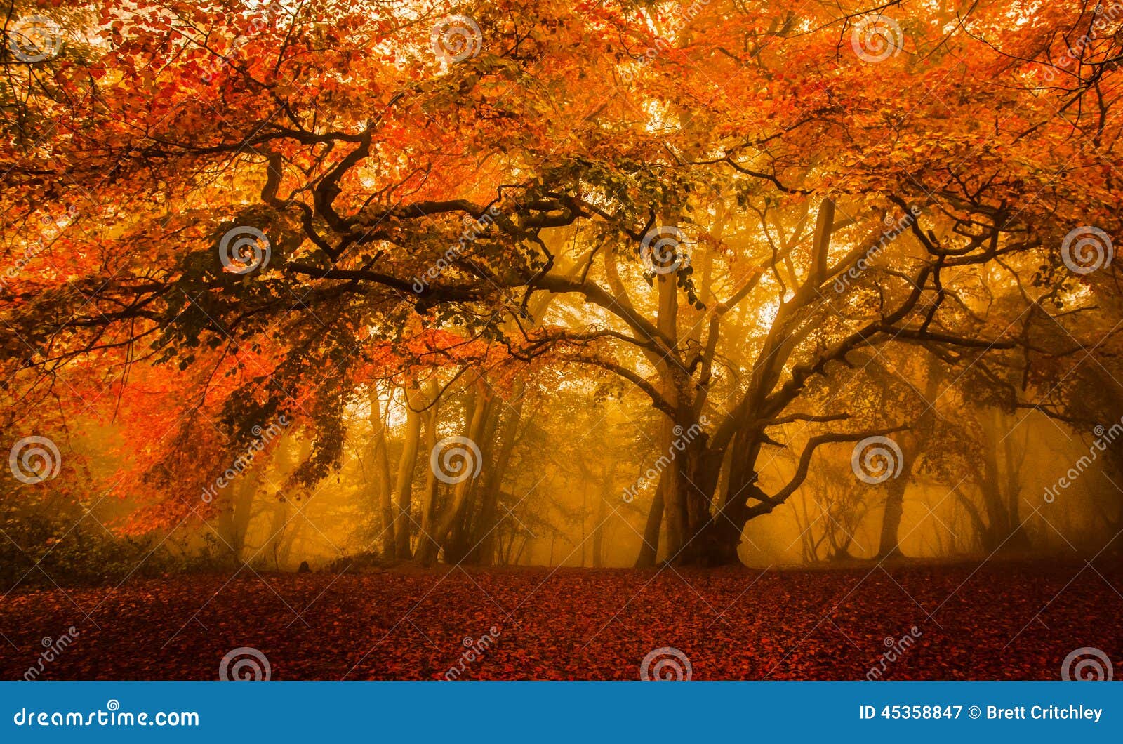 golden fall season forest