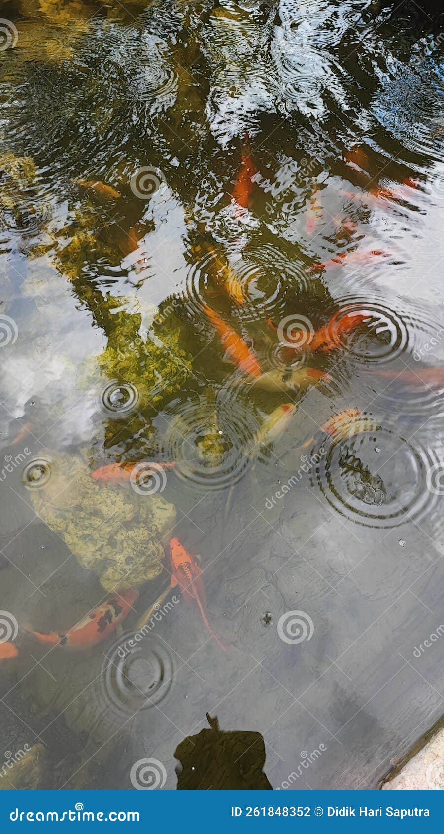 The Golden Fish Pond is Drizzling with Beautiful Rain Stock Photo