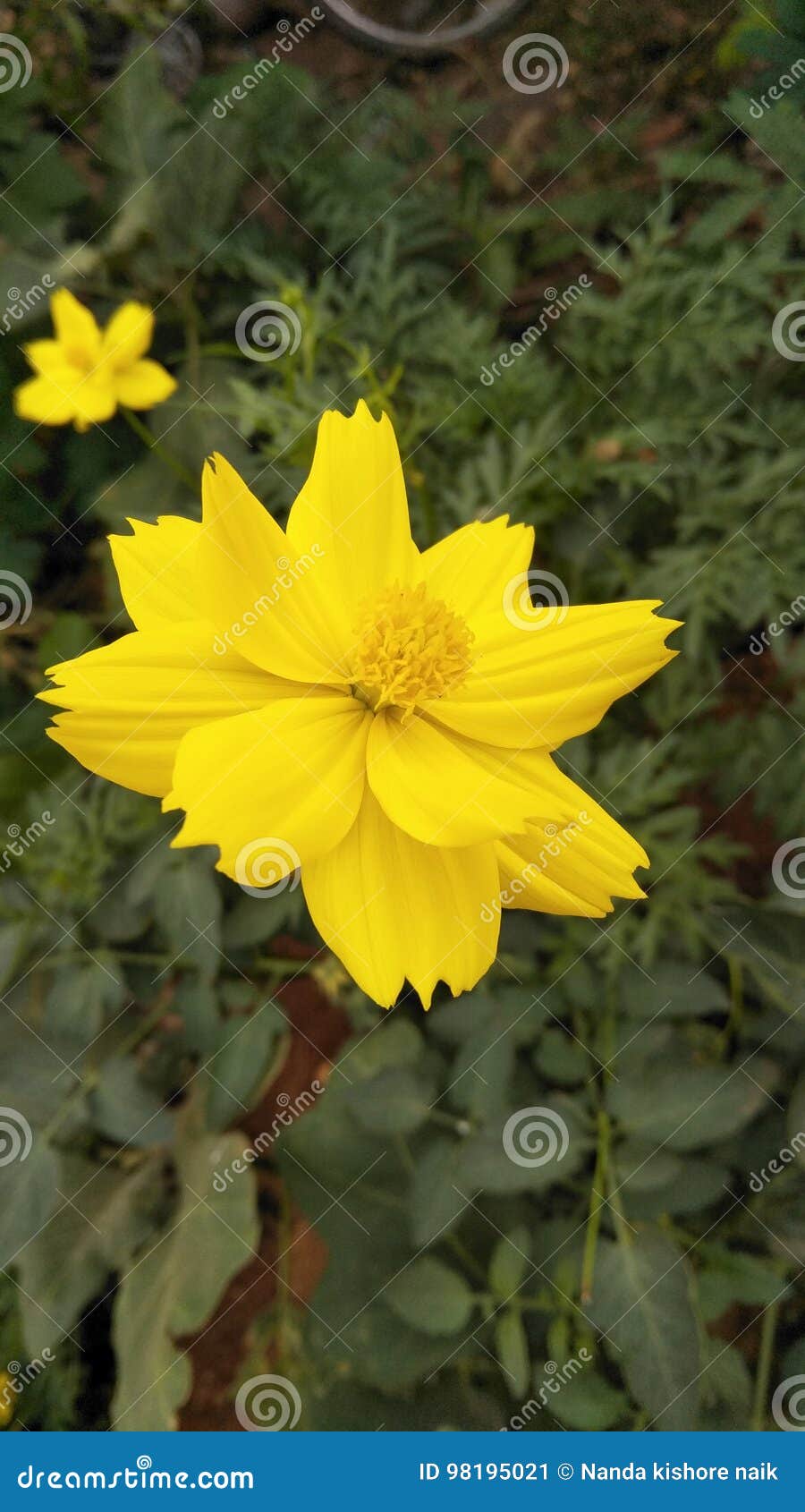 Golden flower stock image. Image of spring, golden, plant 98195021