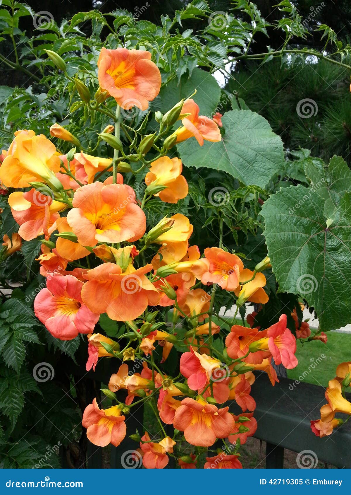 Golden Flowers of Summer stock image. Image of striking 42719305