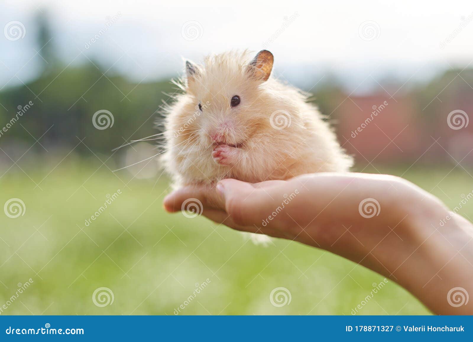 hamster hands