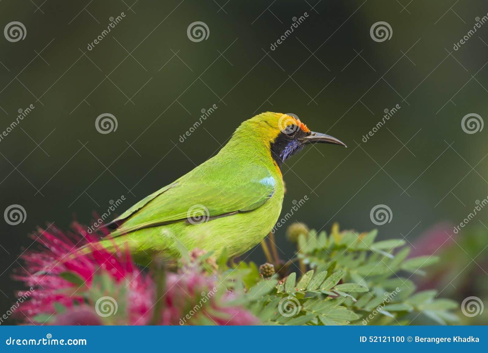 golden-fronted leafbird in red powder puff tree