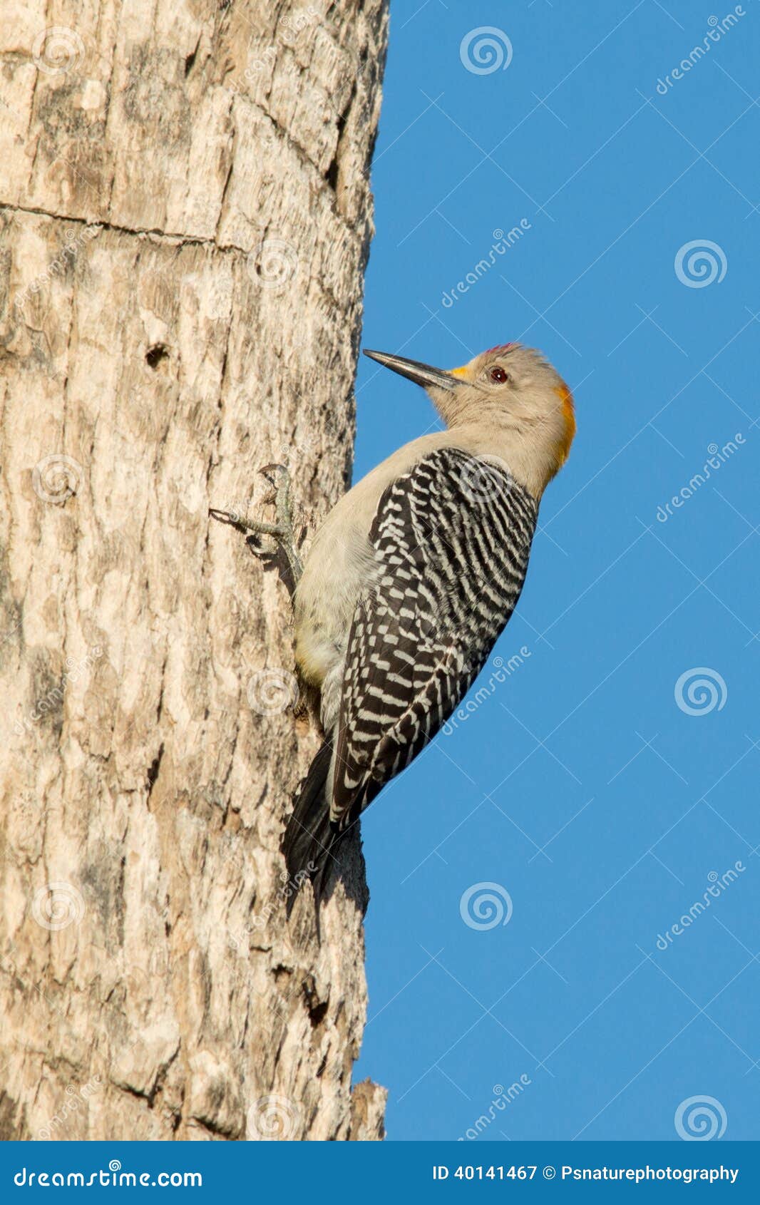 golden fronted woodpecker