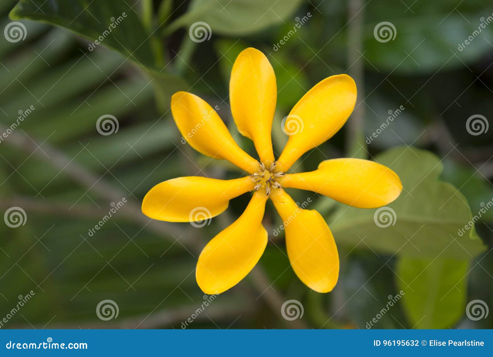 Golden Gardenia Showing Light Gold Color on Second Day Blooming Stock Photo  - Image of botanical, golden: 96195632