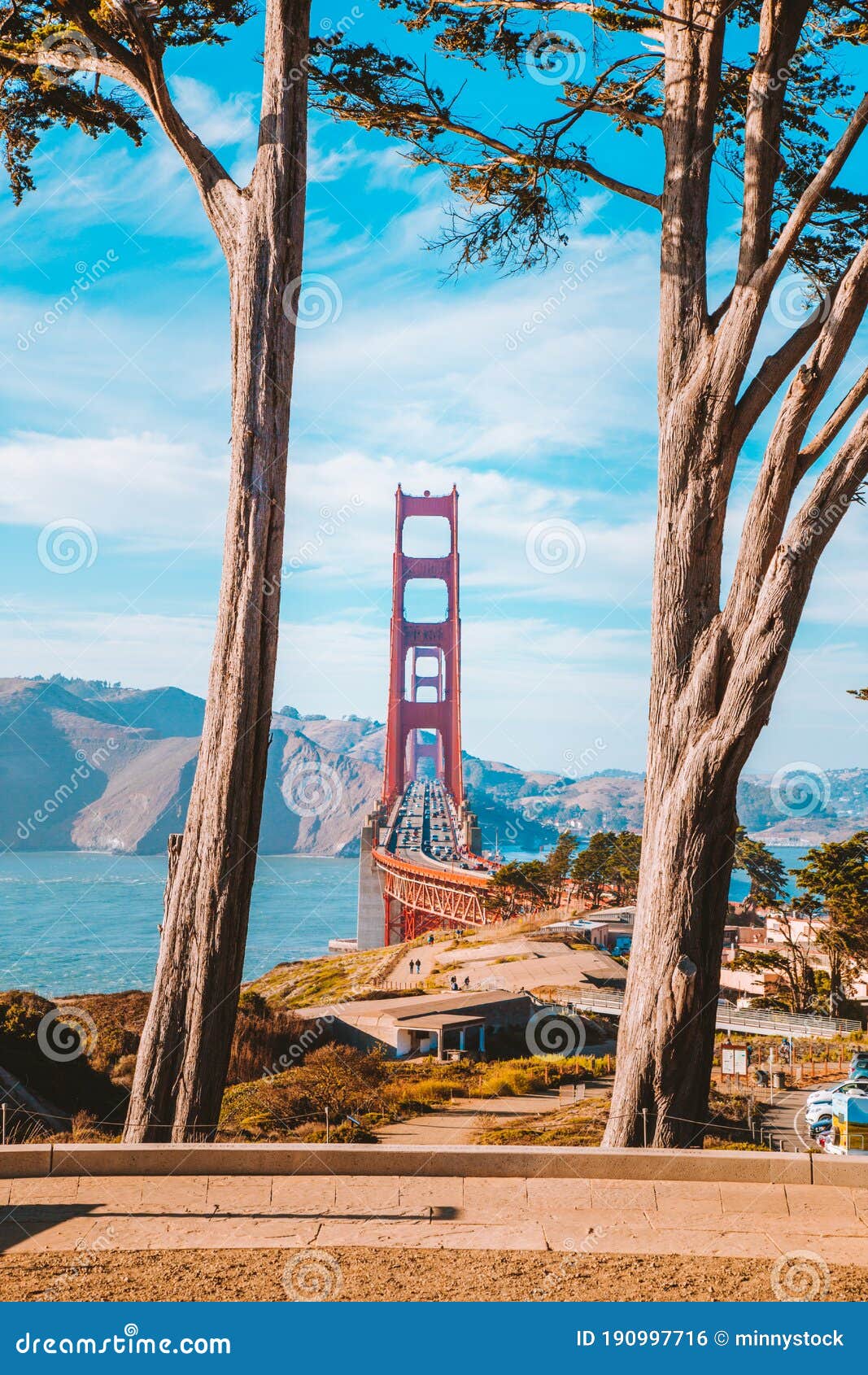 golden gate bridge with cypress trees at presidio park, san francisco, california, usa