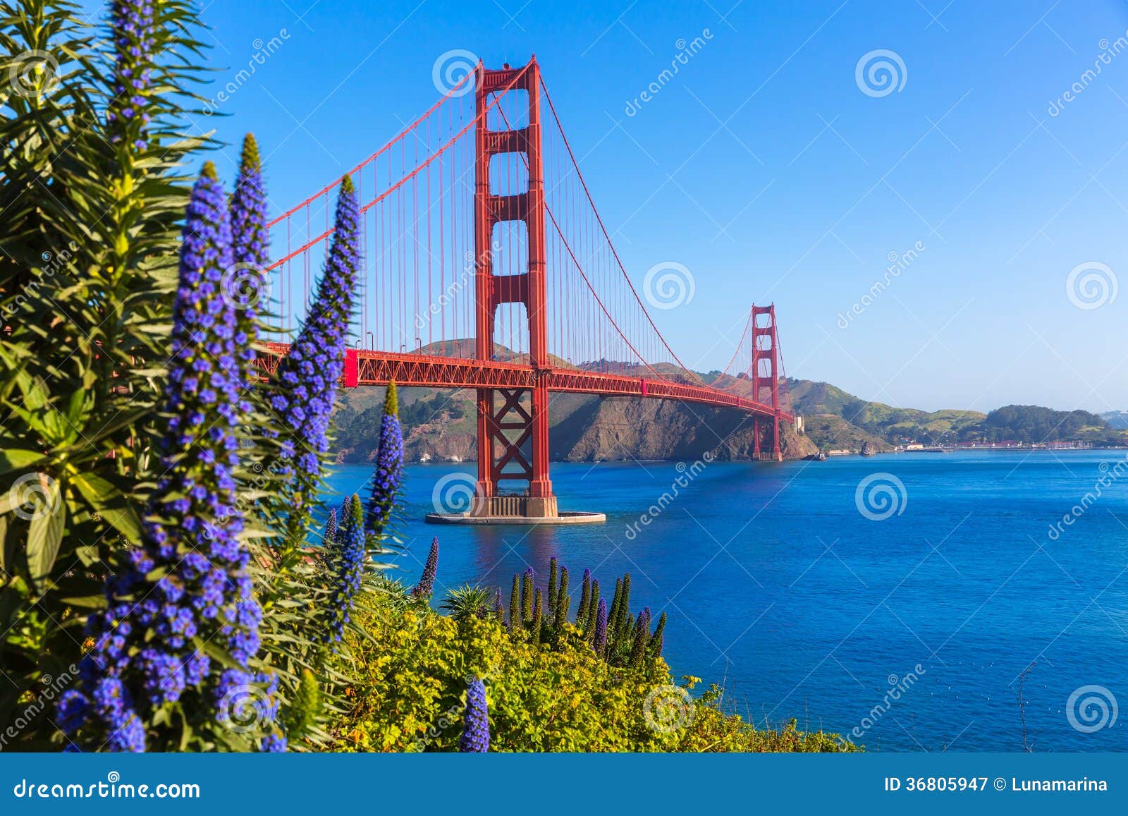 golden gate bridge san francisco purple flowers california