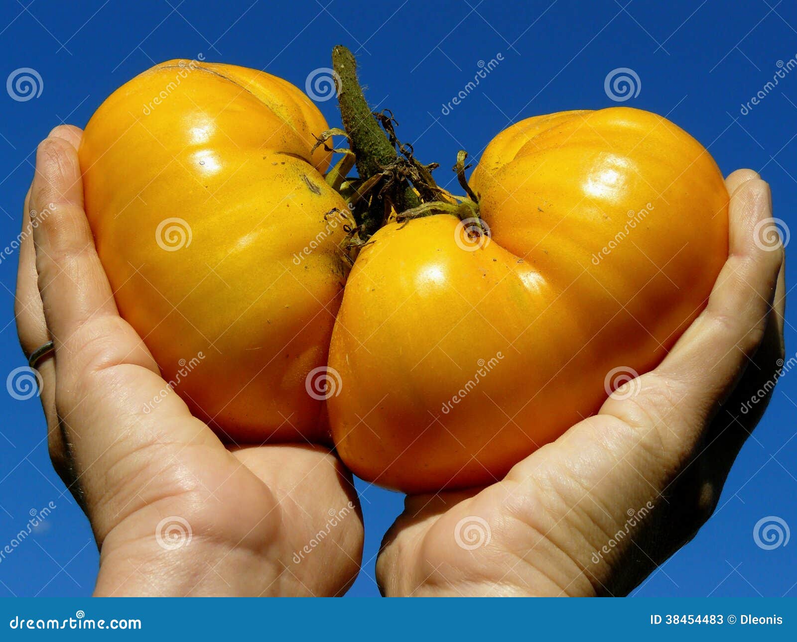 Golden giant tomato stock image. Image of beef, ingredient 38454483