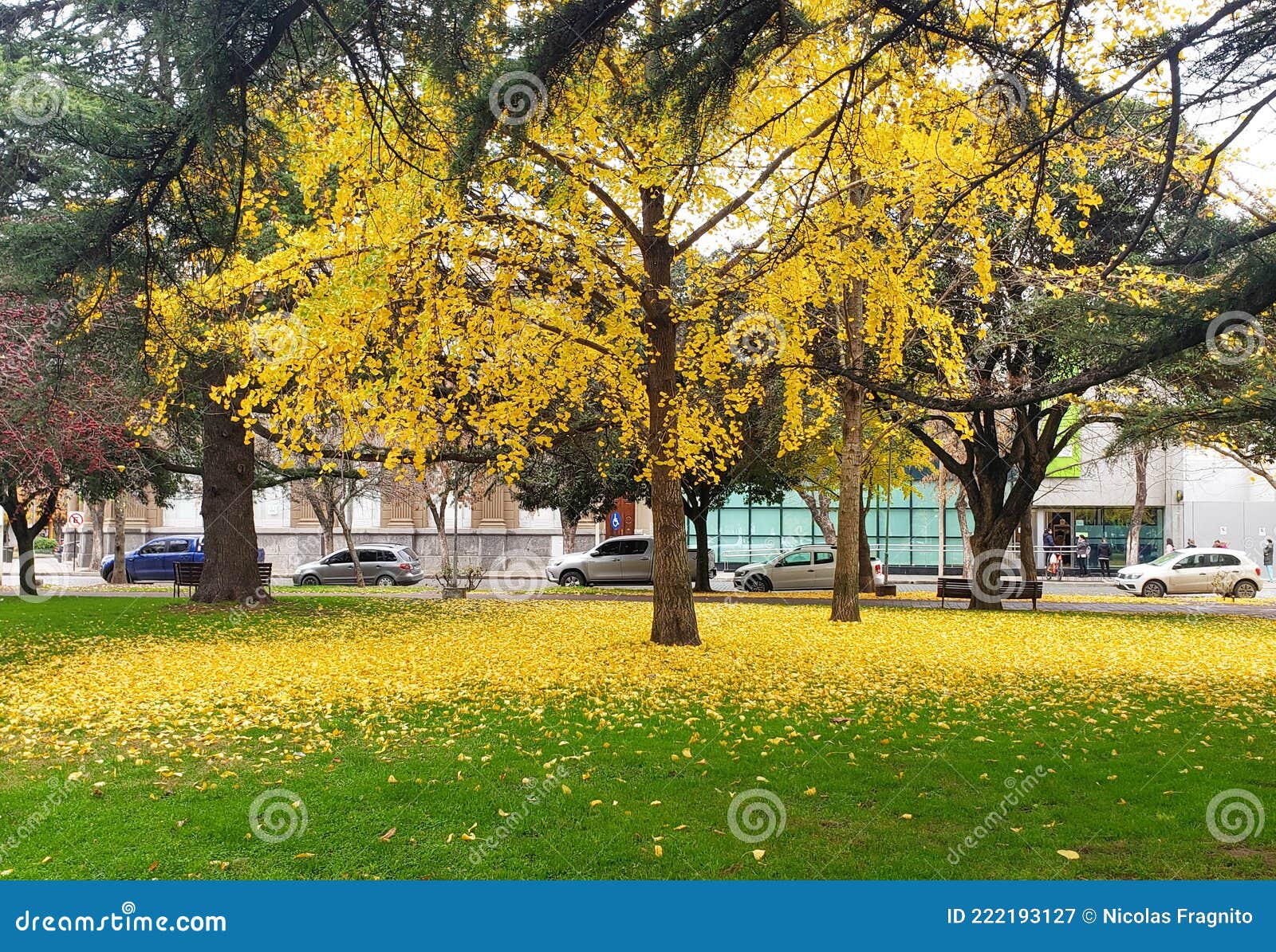 golden ginkgo biloba tree leaves the ground with yellow leaves