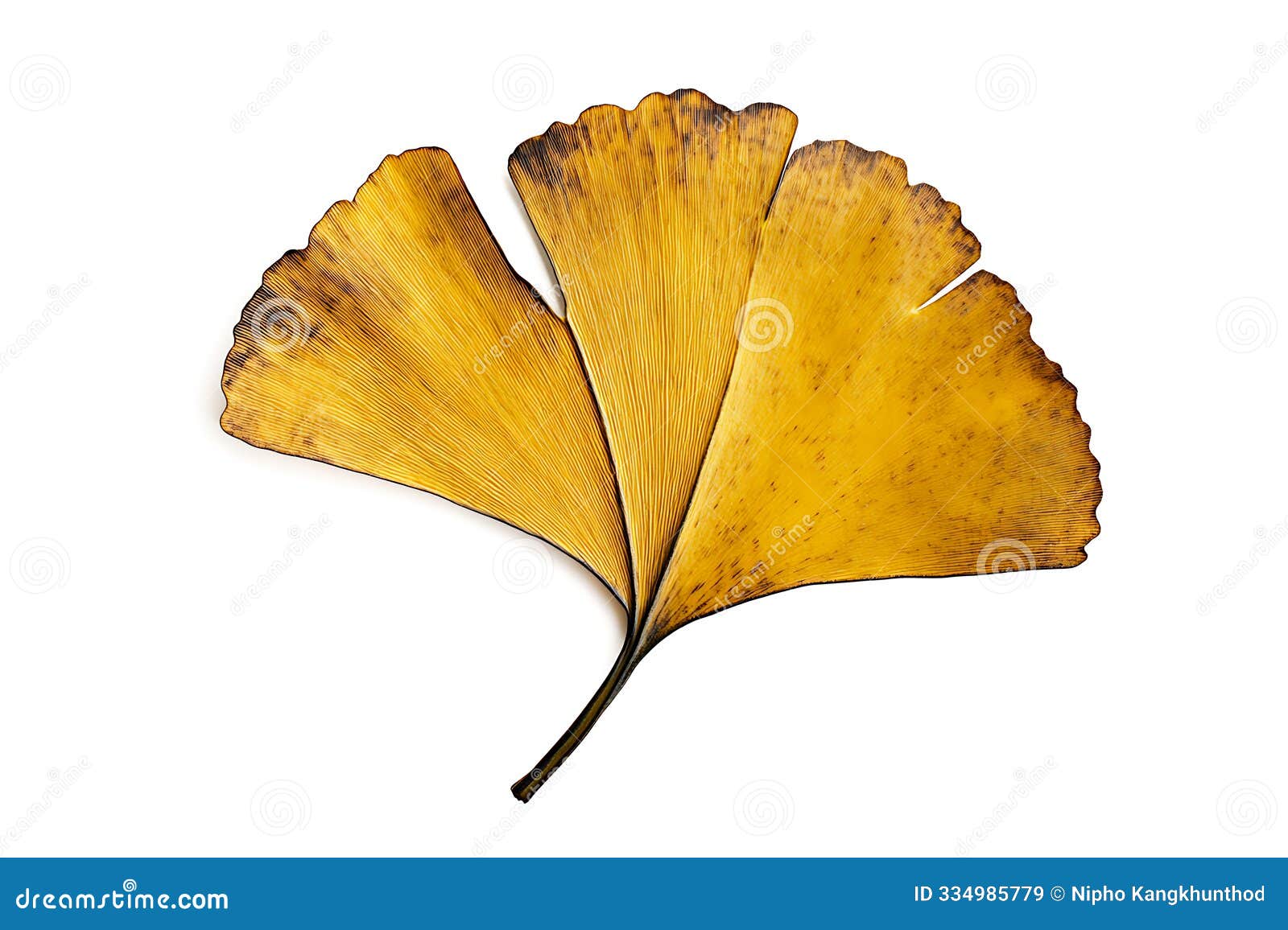 golden ginkgo fan, ancient leaf treasure, , white background