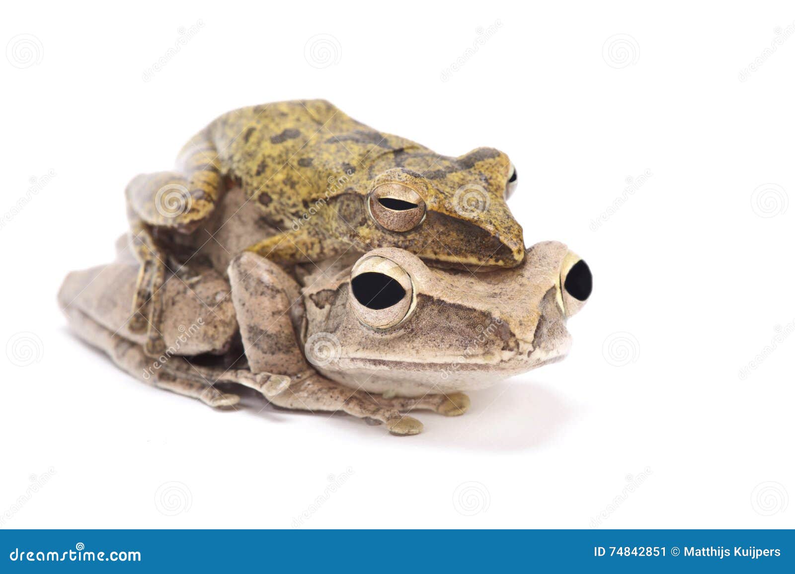 golden gliding frog (polypedates leucomystax ) pair