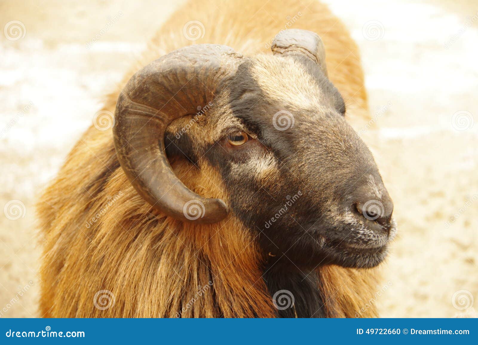 Golden goat stock photo. Image of golden, farm, goat 49722660