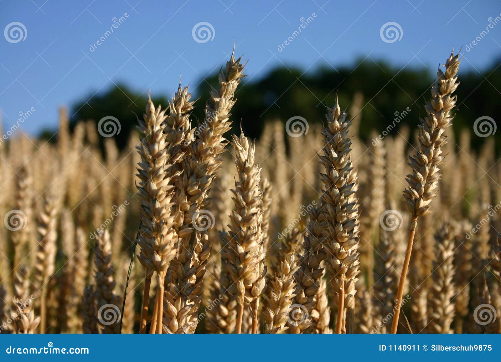 golden grain farms and chs golden grain farms and chs