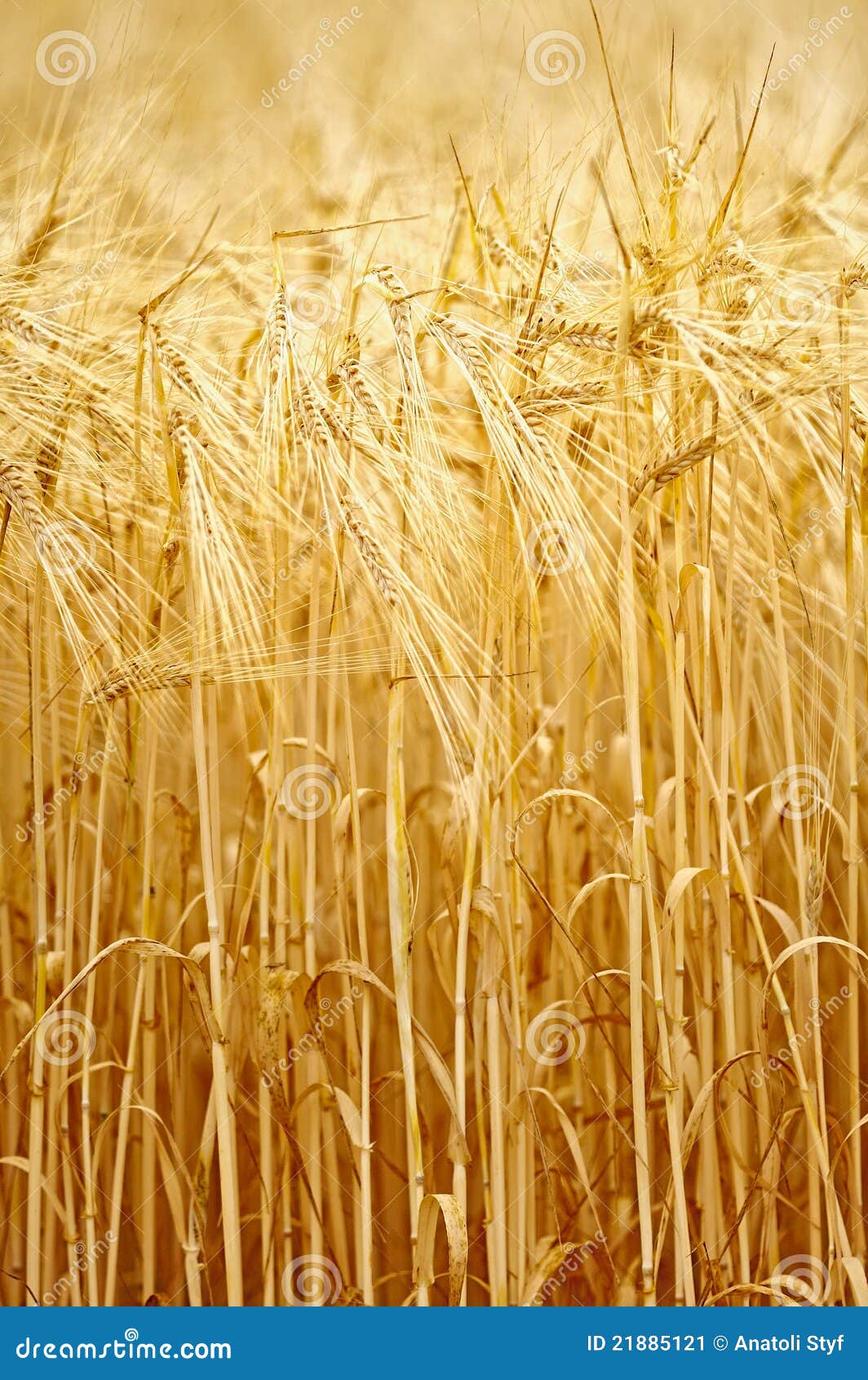 Golden Grain stock image. Image of countryside, ripen 21885121