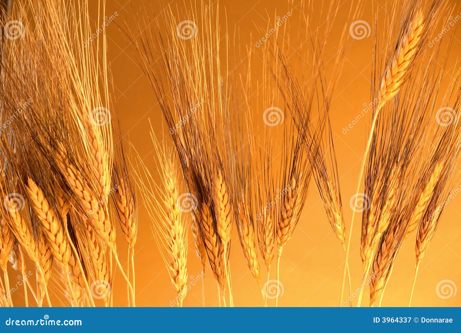 Golden grain stock image. Image of details, carbohydrates 3964337