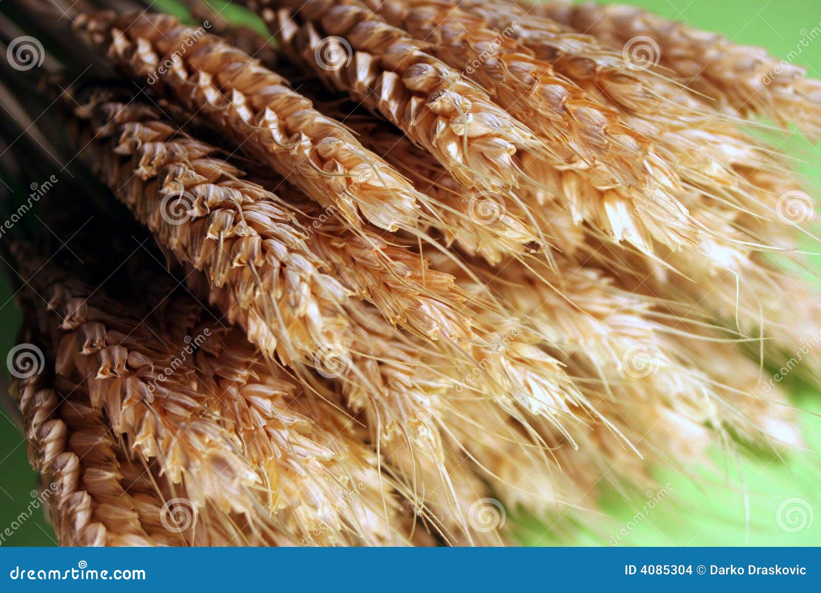 Golden Grain Picture. Image 4085304