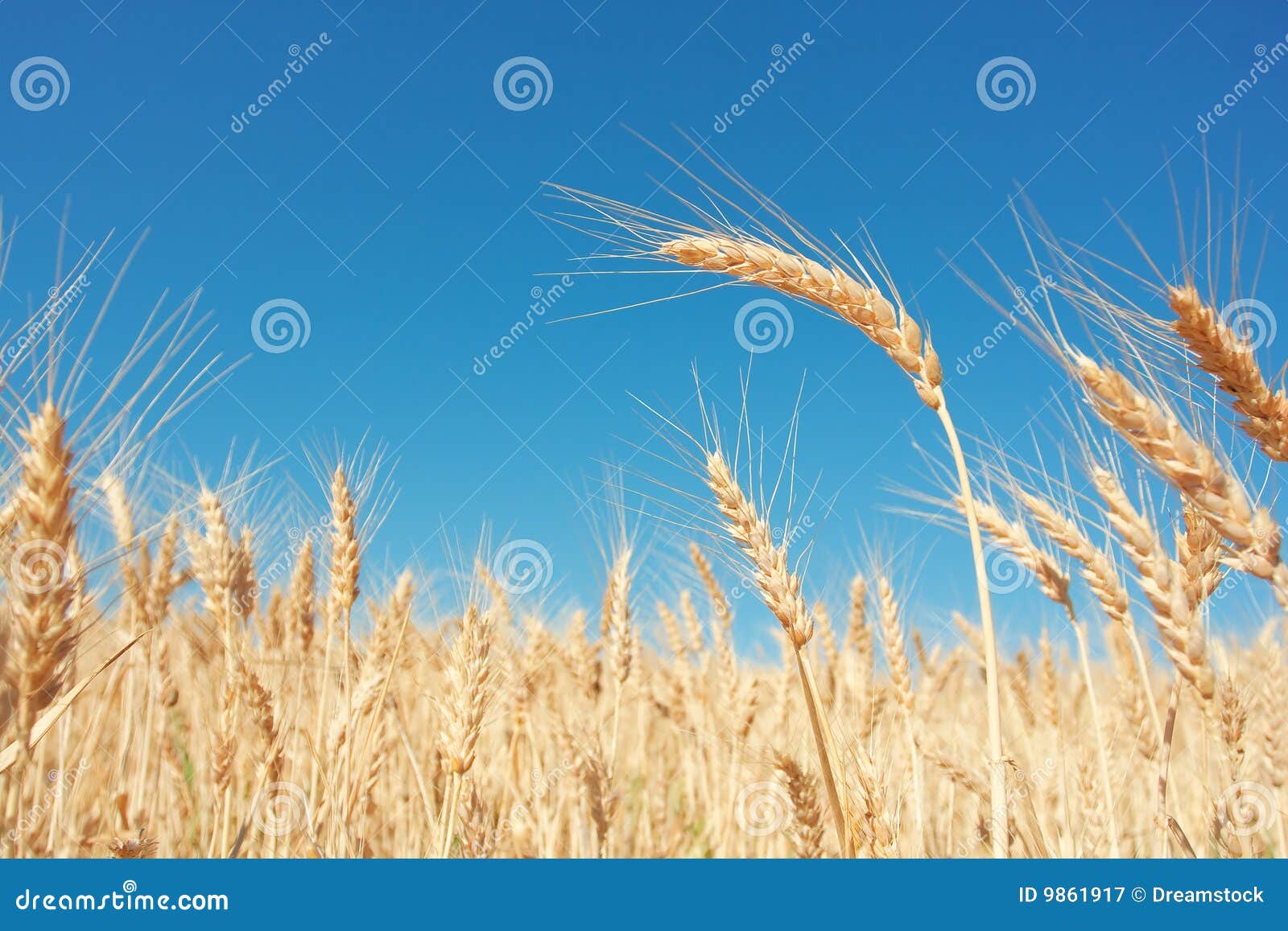 golden grain farms wisconsin golden grain farms wisconsin