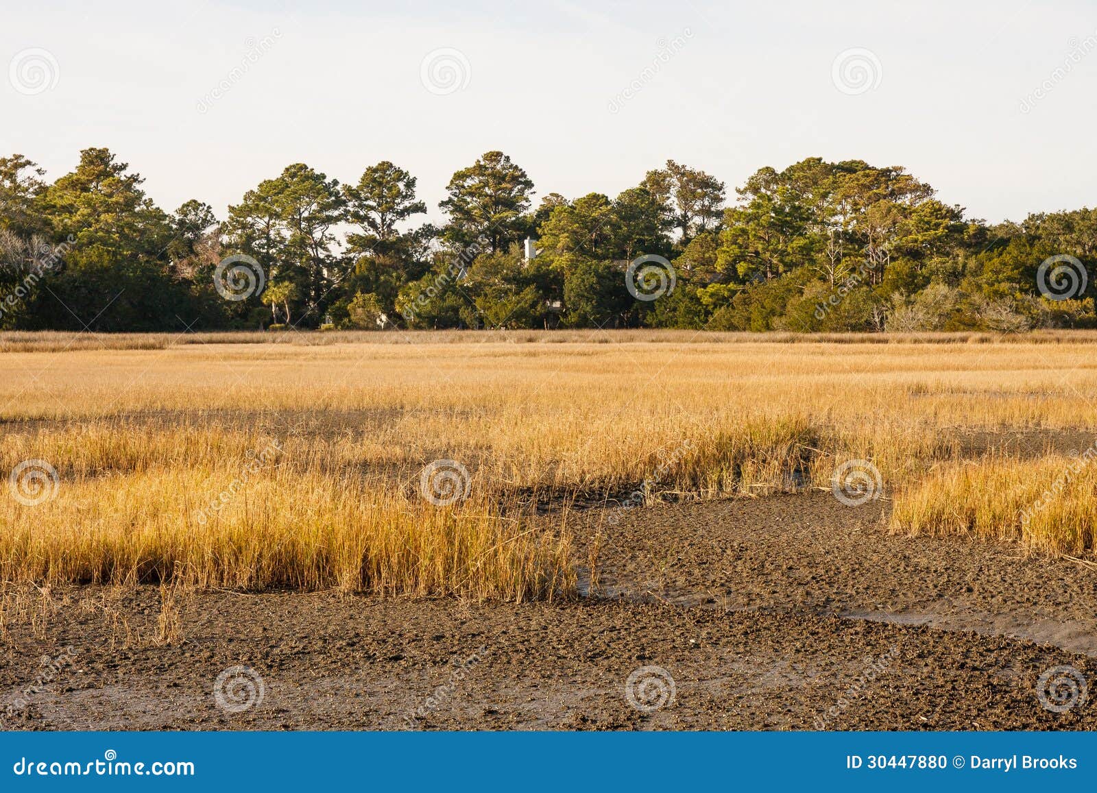 Golden Grass in Dry Marsh. Grass growing in a wetland marsh during dry season