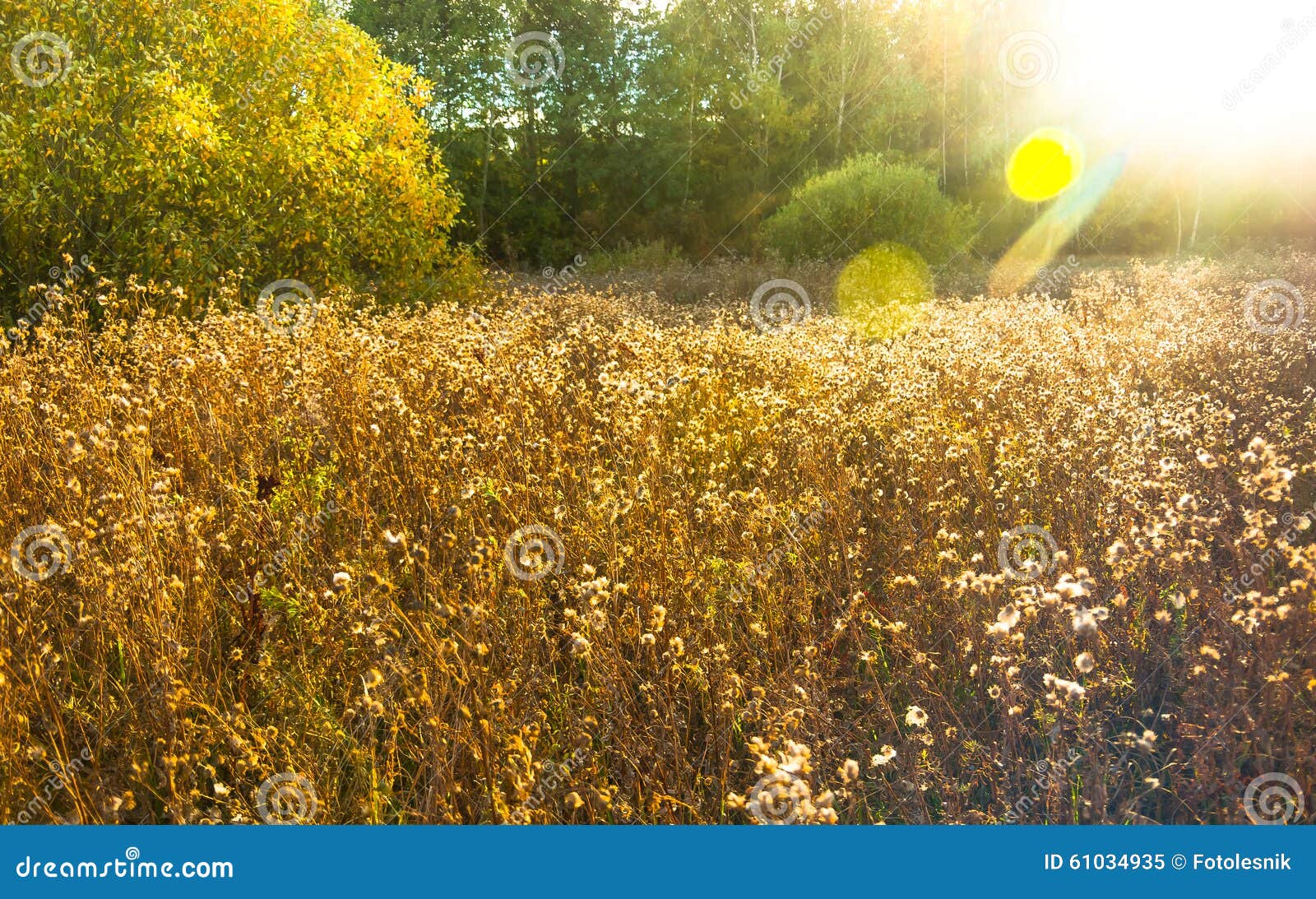 Golden Grass Field at Sunset Stock Image - Image of season, morning