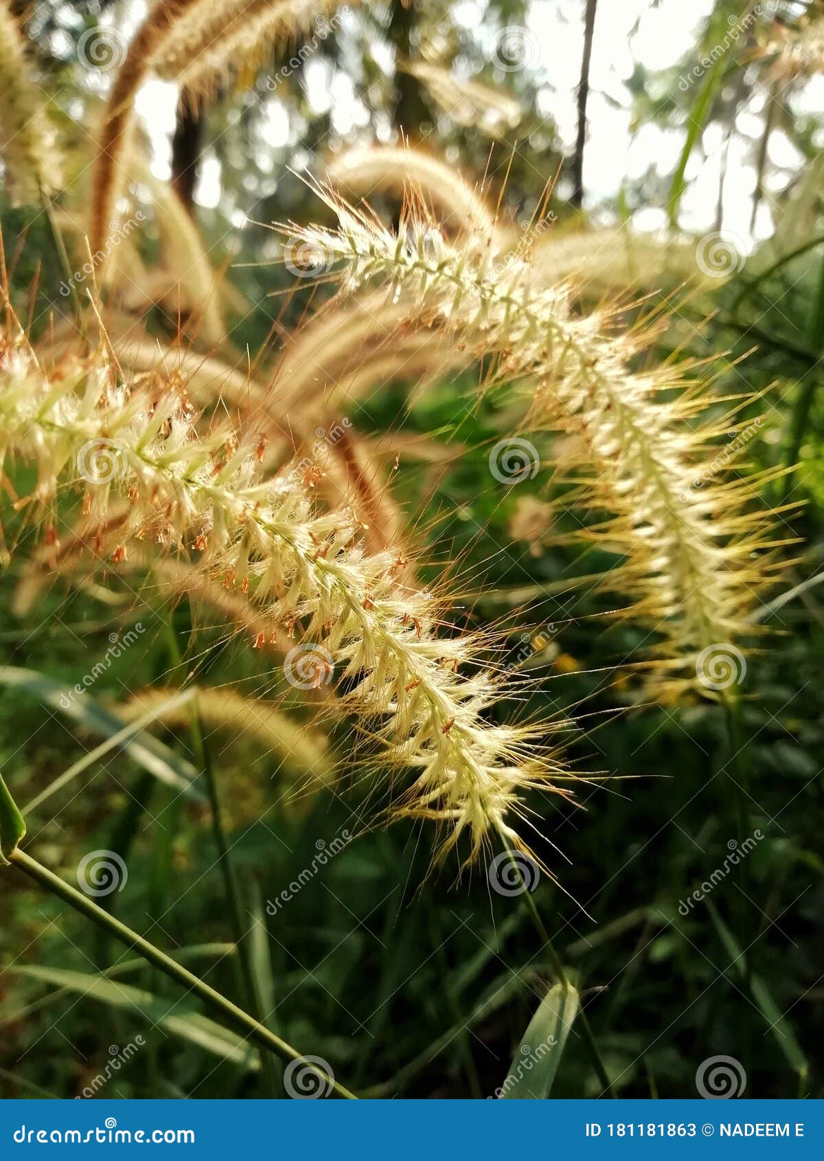Golden Grass on the Sunlight Stock Image - Image of garden, farmland