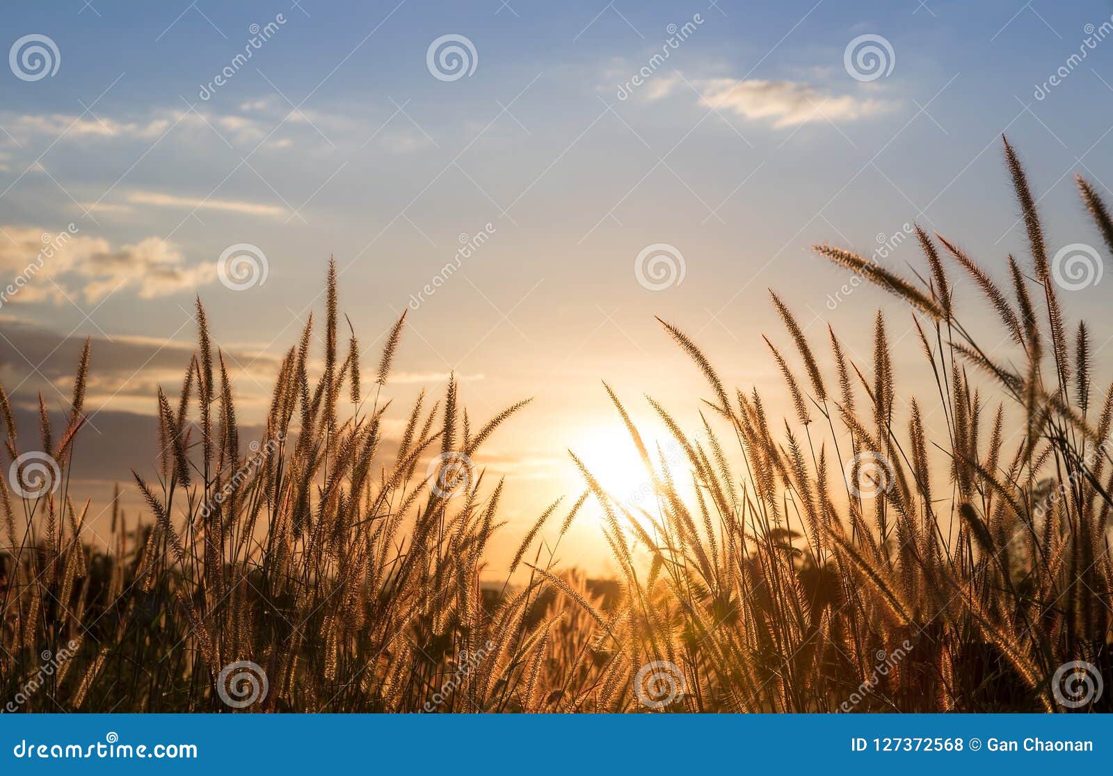 Golden Grass, Sunset Background. Stock Photo - Image of background