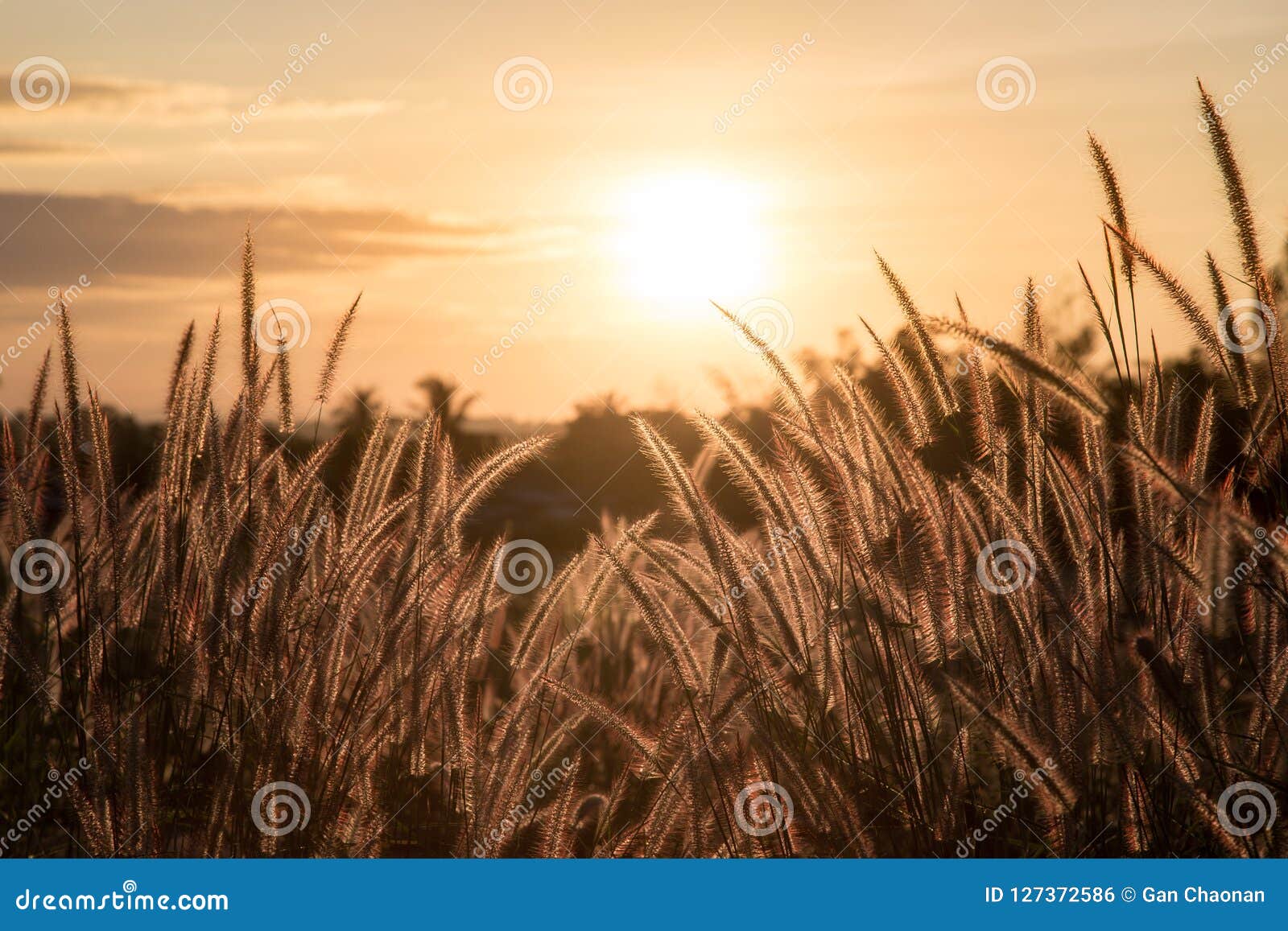 Golden Grass, Sunset Background. Stock Photo - Image of evening, beauty