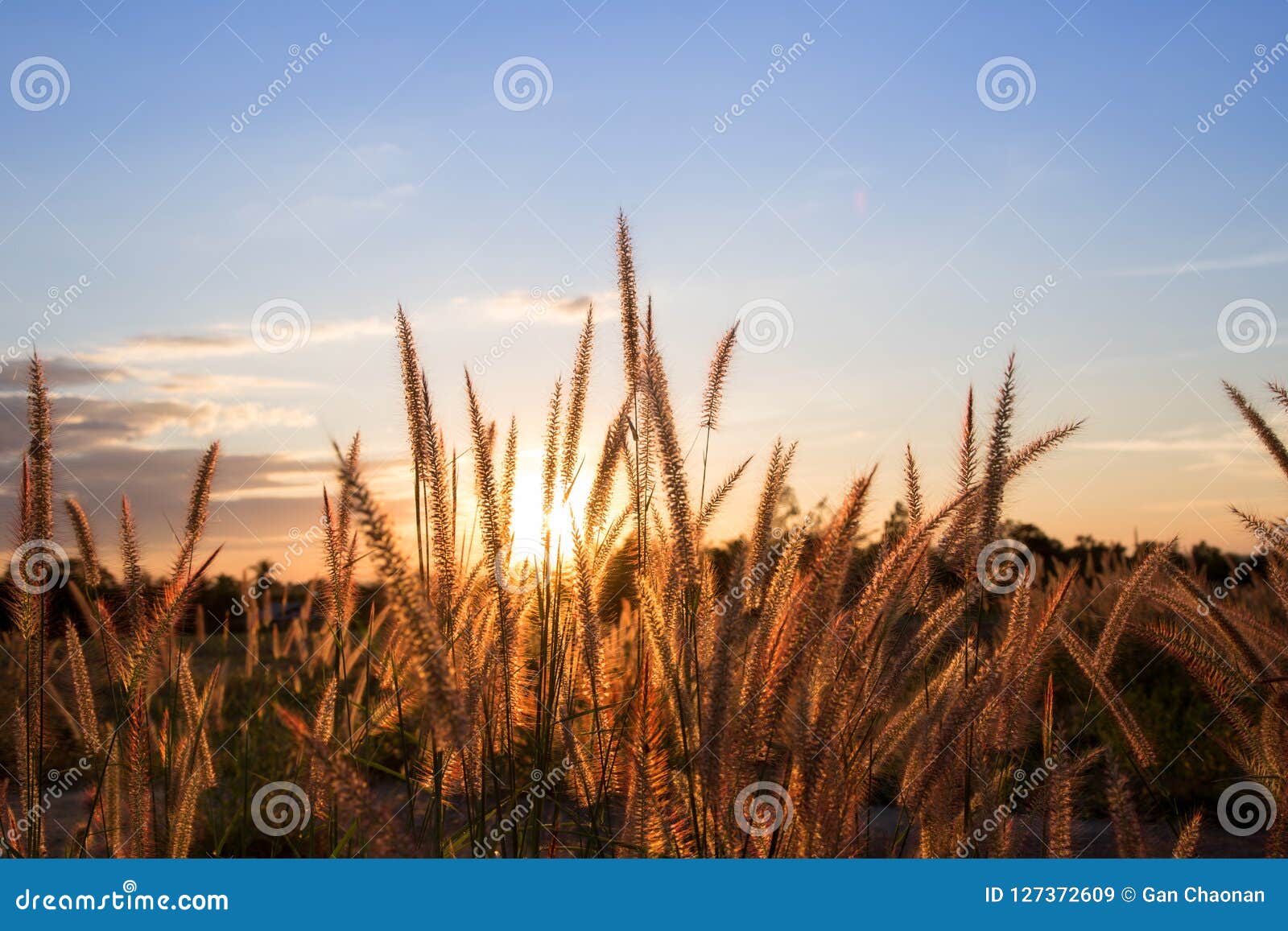 Golden Grass, Sunset Background. Stock Image - Image of fresh, design