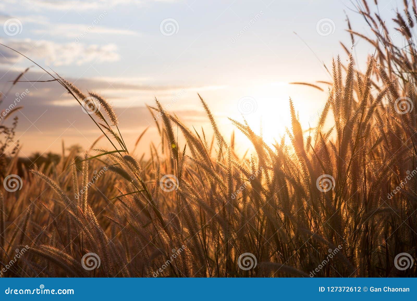 Golden Grass, Sunset Background. Stock Photo - Image of morning, orange