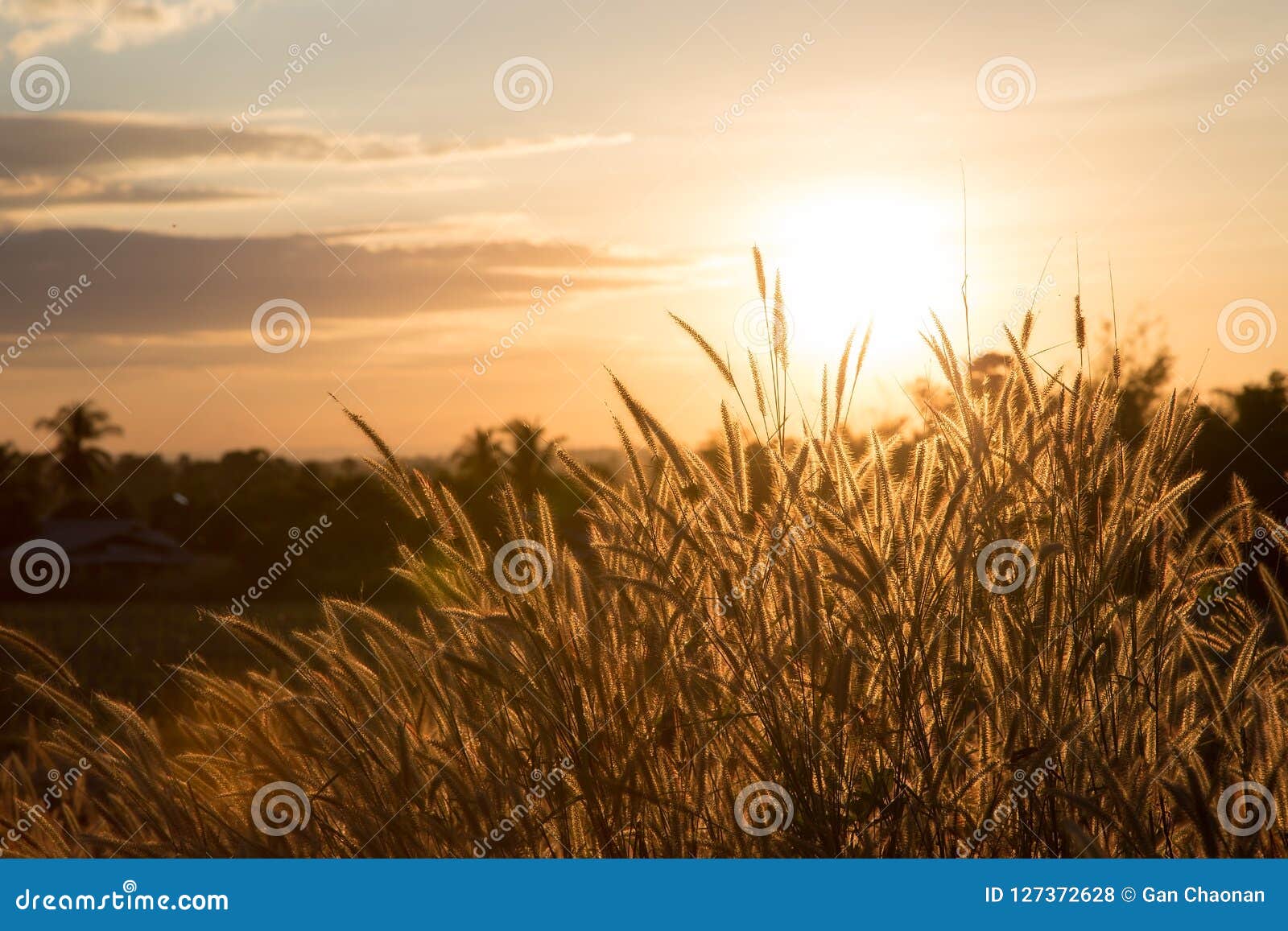 Golden Grass, Sunset Background. Stock Photo - Image of morning