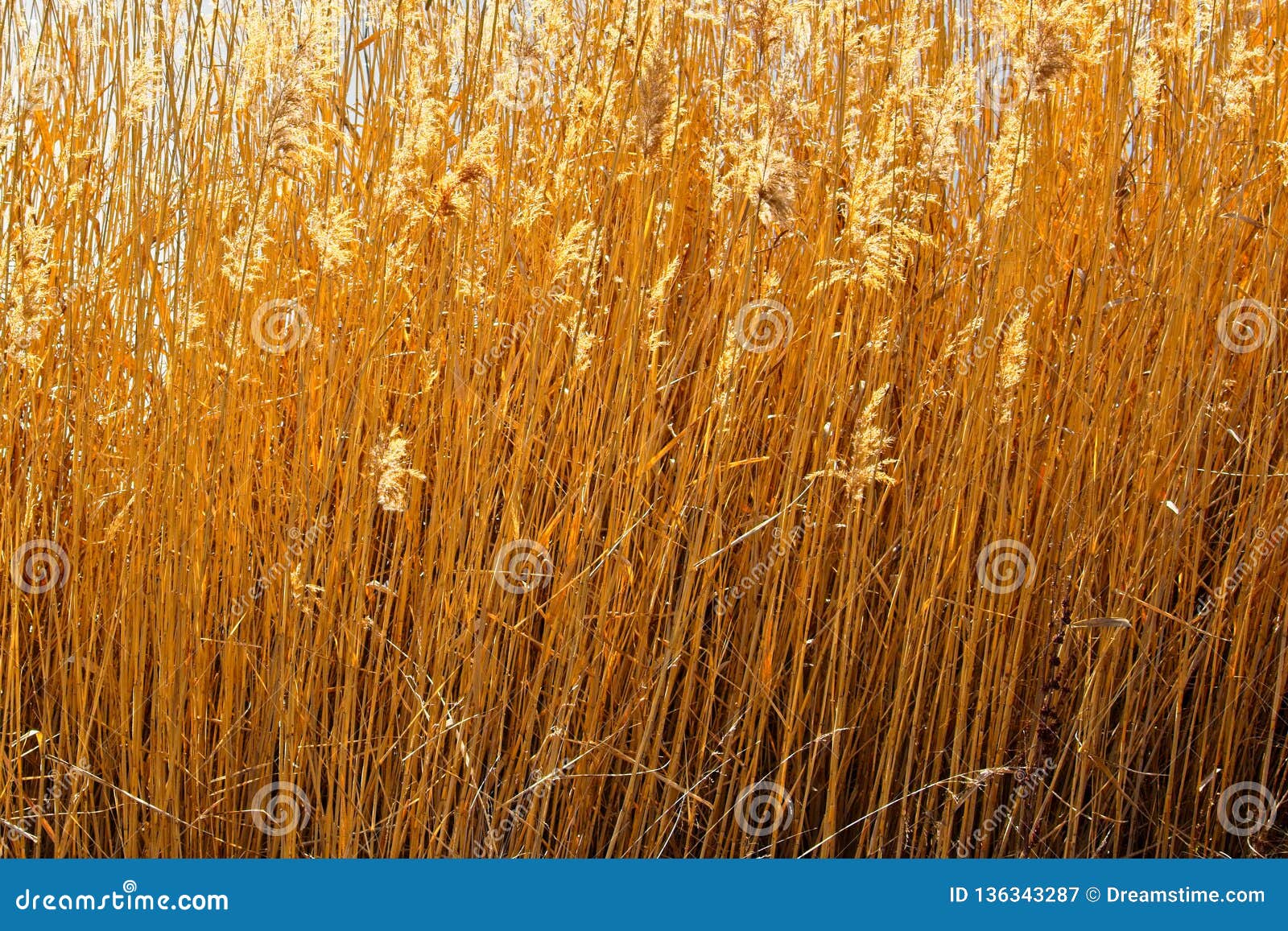 Golden Grasses Windswept in the Sun Stock Image - Image of season