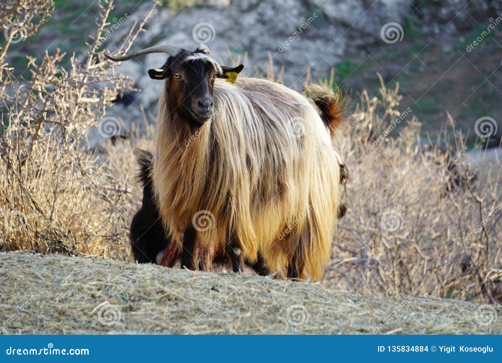 Golden Hair of an Angora Goat Stock Photo - Image of environment, turkey:  135834884
