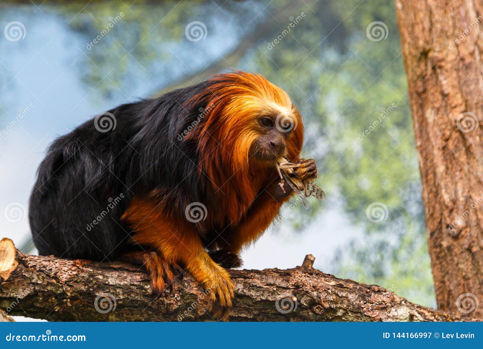 Golden hair lion tamarin stock image. Image of small - 144166997