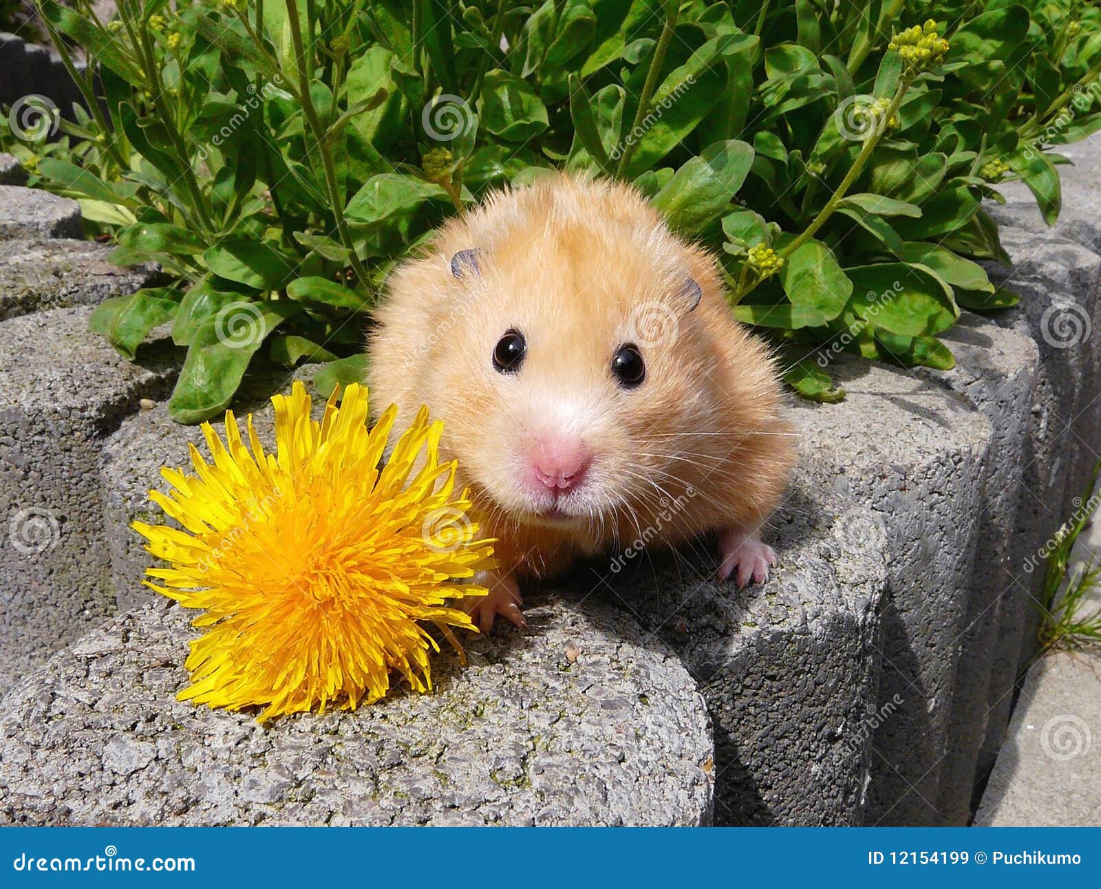 Golden Hamster Posing with Flower Stock Image - Image of rodent, garden:  12154199
