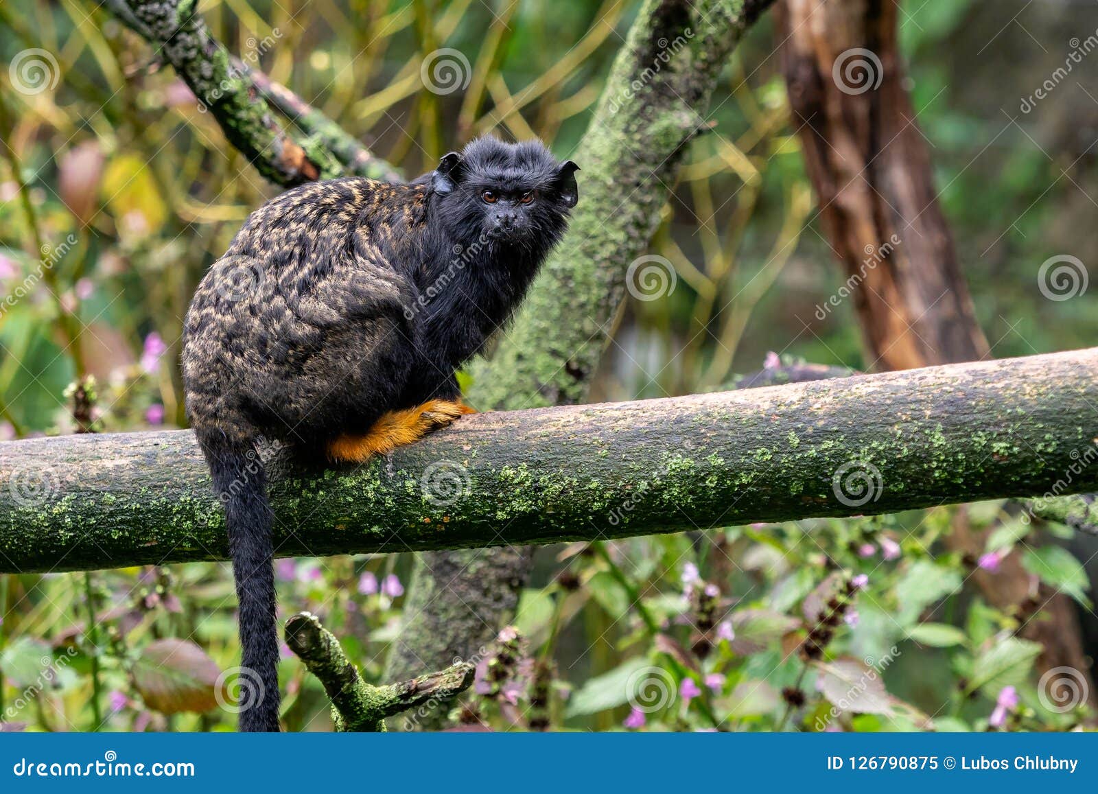 golden handed tamarin. tamarin saguinus midas