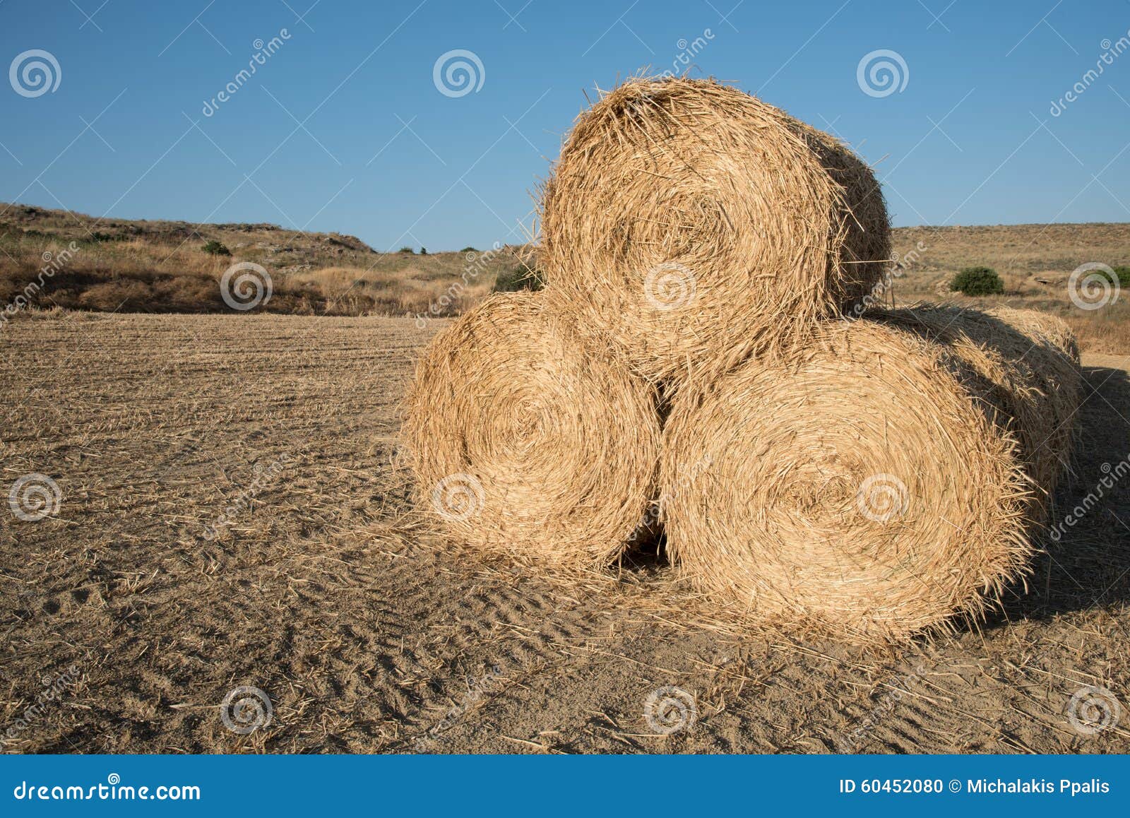 Golden Hey Bales after Harvesting Stock Photo Image of daytime, crop