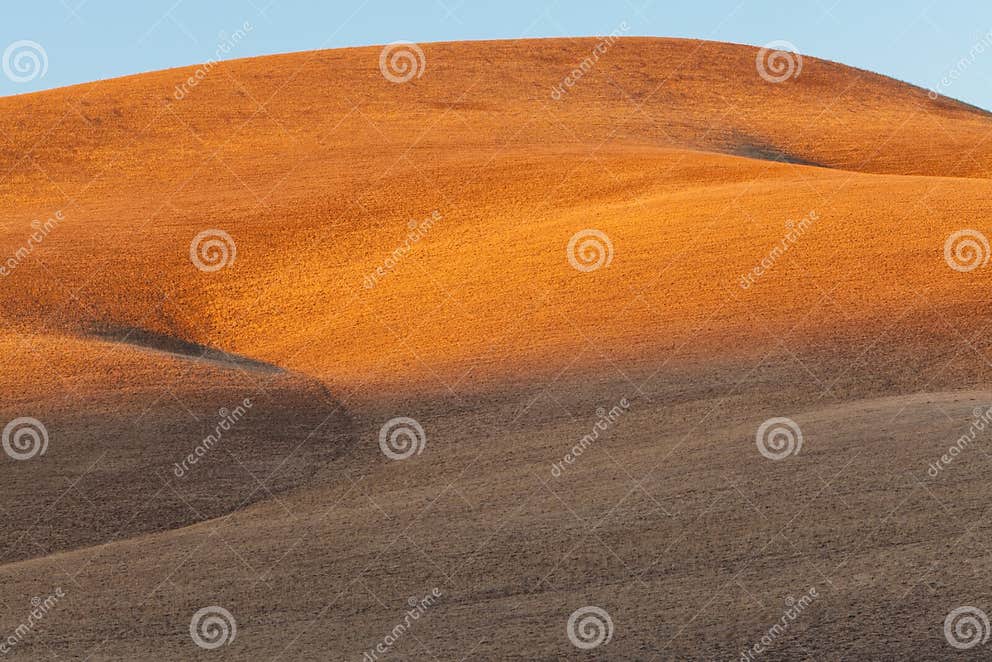 Golden hills stock image. Image of feed, field, grasslands 11172353