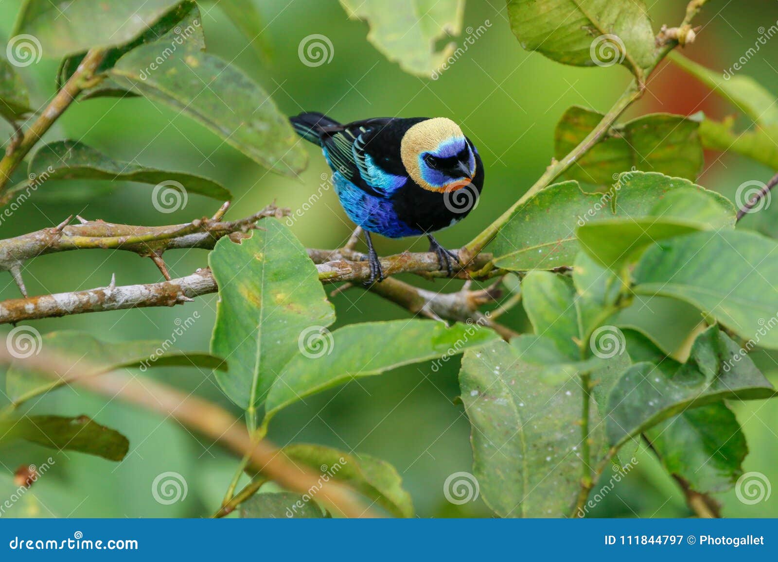 a golden-hooded tanager in the arenal national park