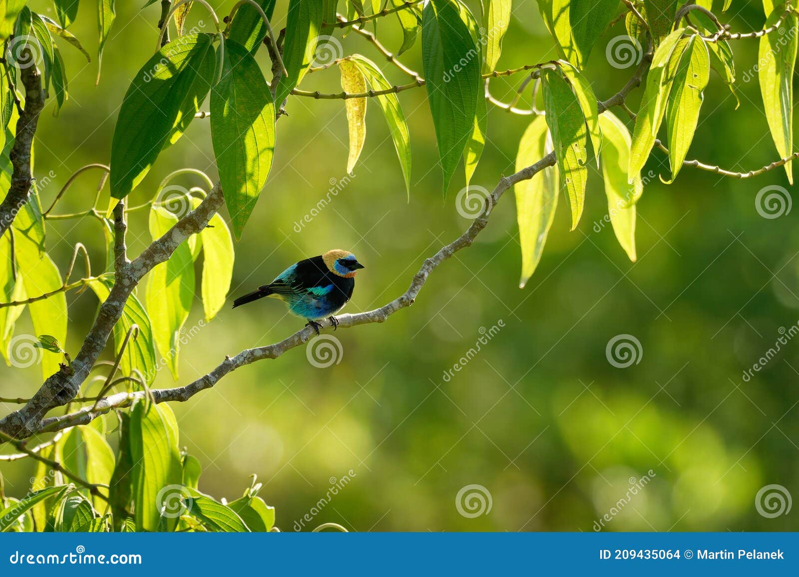 golden-hooded tanager - tangara larvata medium-sized passerine bird, resident breeder from mexico south to ecuador, black and blue