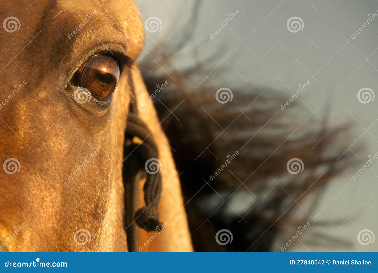 Golden Horse of Turkmenistan Stock Photo - Image of akhal, gelding: 27840542