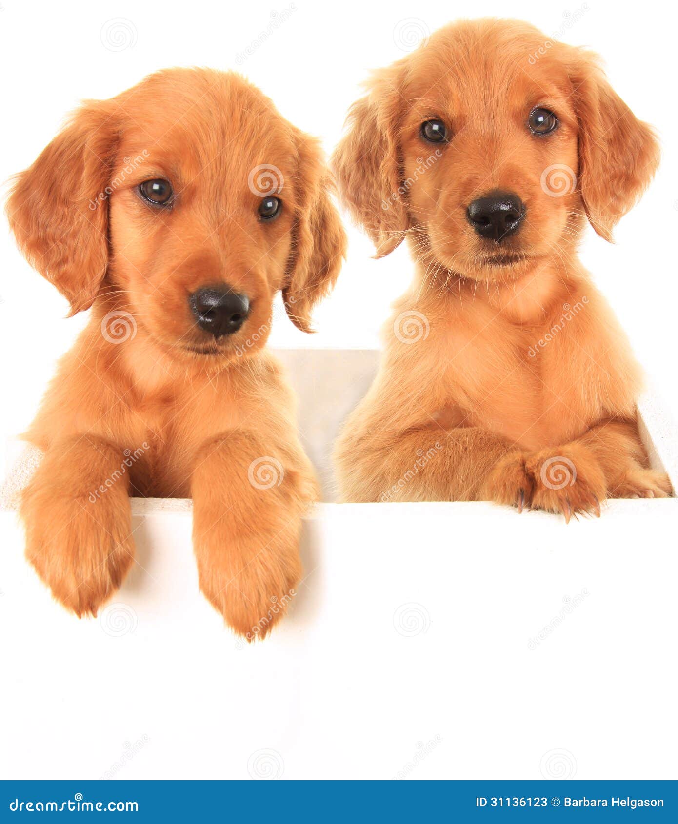 golden irish puppies for sale ireland