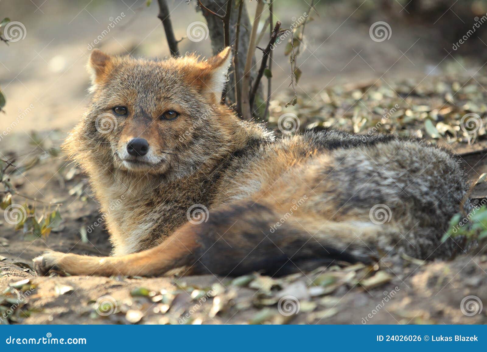 golden jackal