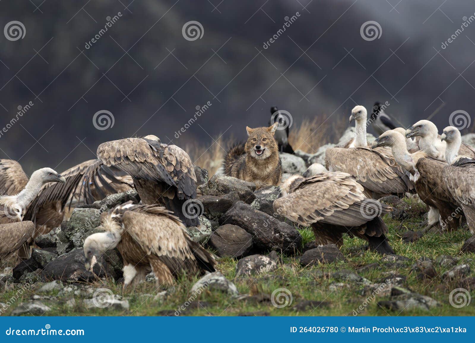 Common griffon, bird