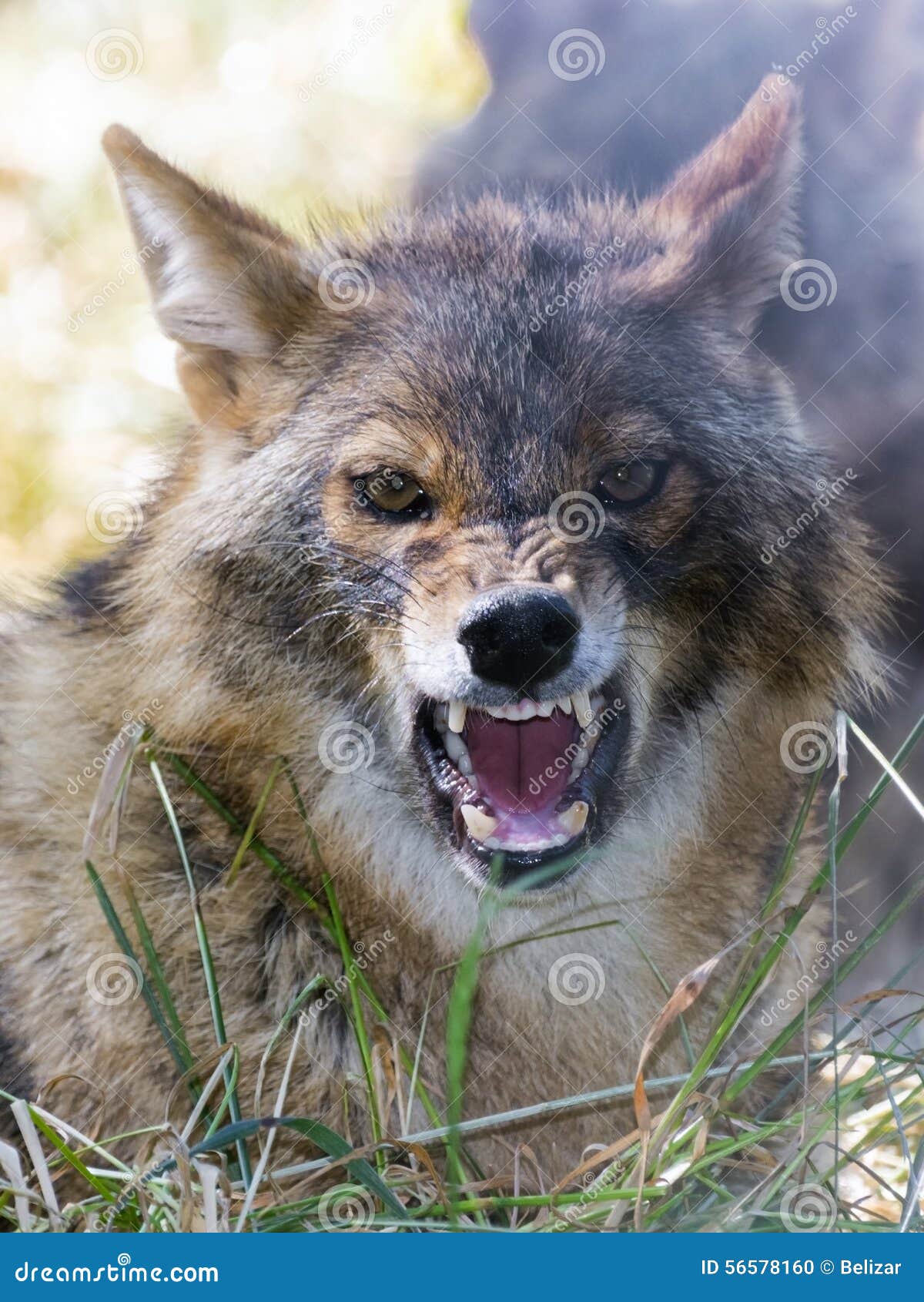 golden jackal (canis aureus)