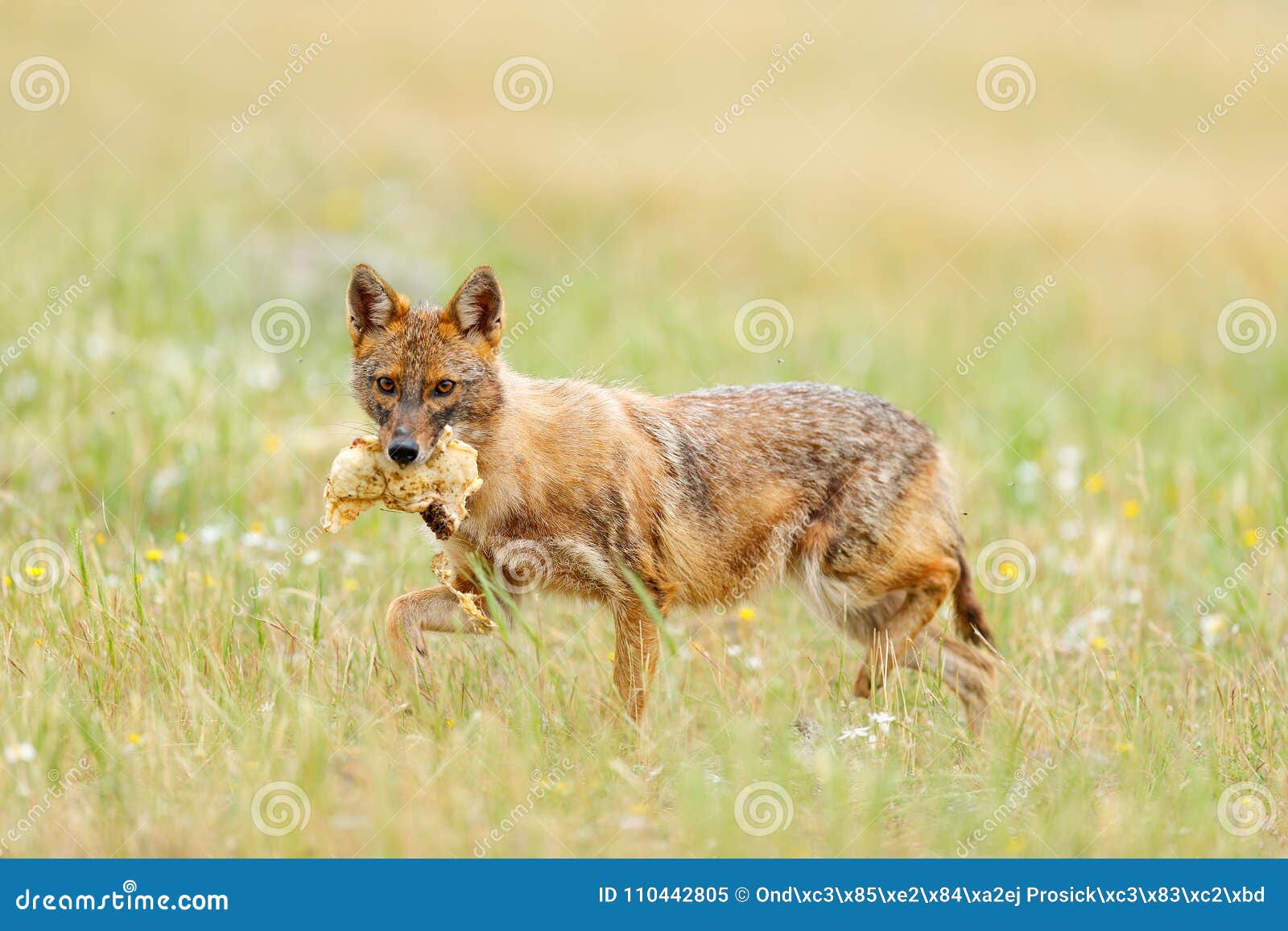 are jackals related to dogs