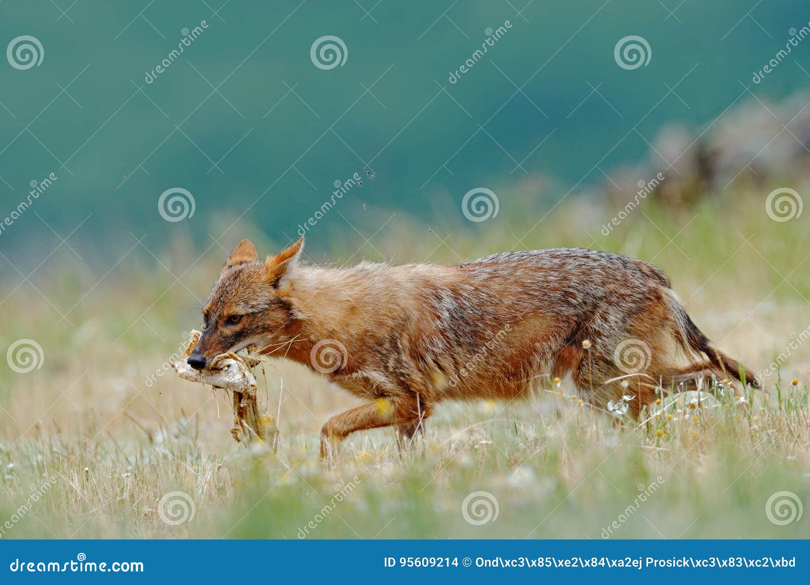 golden jackal, canis aureus, feeding scene with meadow, madzharovo, eastern rhodopes, bulgaria. wildlife balkan. wild dog behaviou